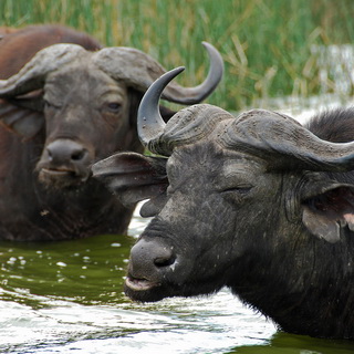 Queen Elizabeth - Buffaloes